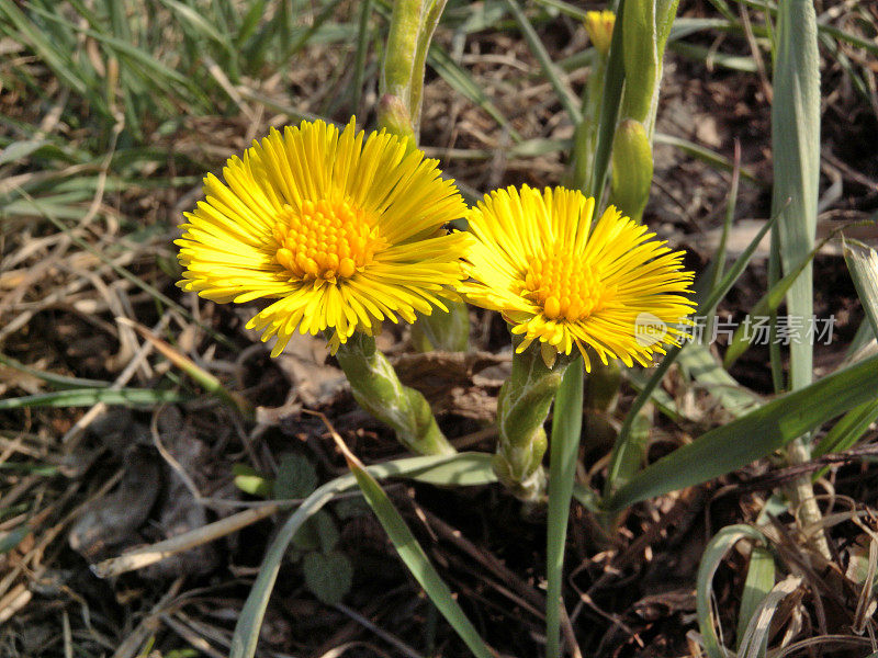 钶钽钽(Tussilago farfara)